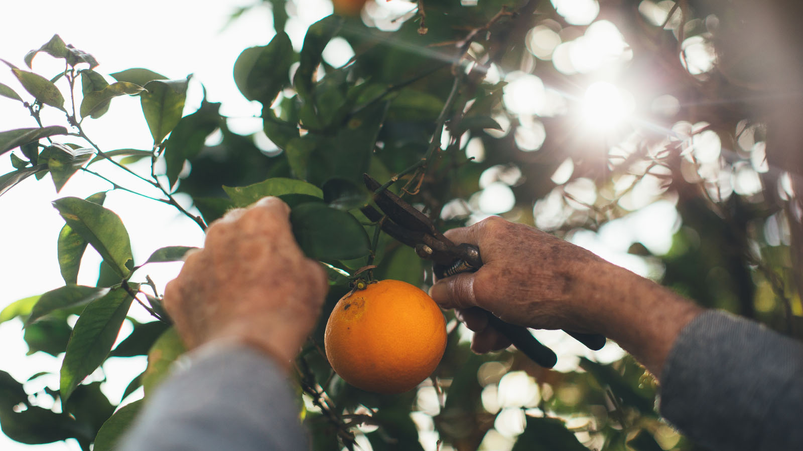 Older man picking oranges in his garden